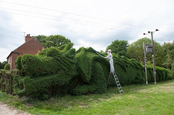 dragon-hedge-1