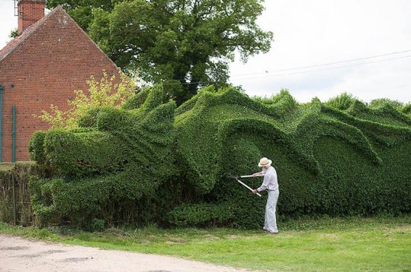 dragon-hedge-2